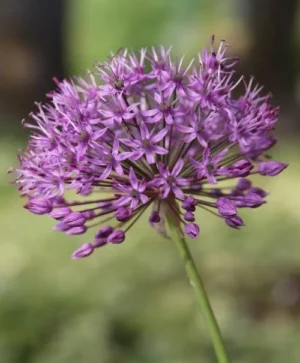 Aflatuenese