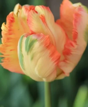 Apricot Parrot