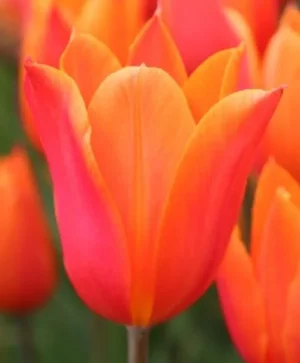 Dutch Dancer