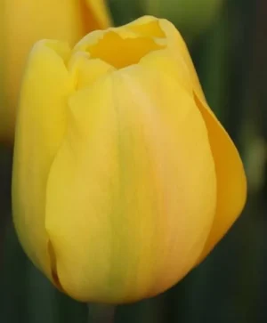 Novi Sun