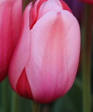 Pink Impression