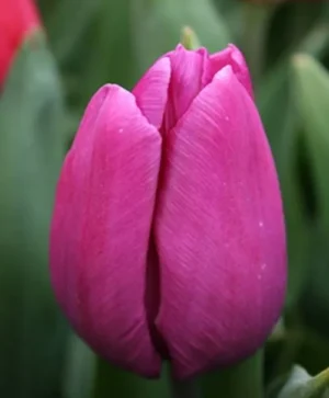 Purple Prince